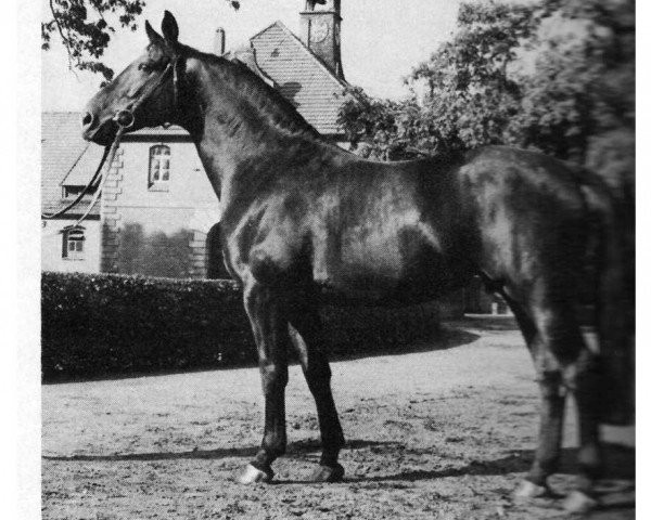 stallion Graditz (Hanoverian, 1970, from Grande)