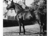 stallion Graditz (Hanoverian, 1970, from Grande)