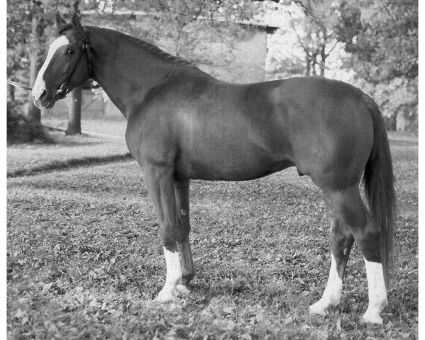 stallion Garibaldi II (Hanoverian, 1974, from Grande)