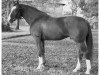 stallion Garibaldi II (Hanoverian, 1974, from Grande)