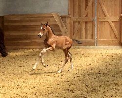 broodmare Quiroga Siraxta Z (Zangersheide riding horse, 2020, from Qlassic Bois Margot)