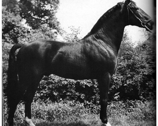 stallion Wohlan (Hanoverian, 1955, from Frustra II)