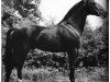 horse Wohlan (Hanoverian, 1955, from Frustra II)