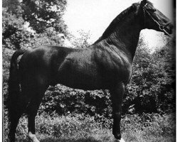 stallion Wohlan (Hanoverian, 1955, from Frustra II)