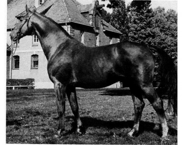 stallion Windhuk (Hanoverian, 1963, from Wulf)