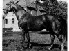 stallion Windhuk (Hanoverian, 1963, from Wulf)