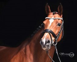 broodmare Darling AS (Westphalian, 2005, from Dollar de la Pierre)