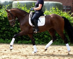 dressage horse For Diamonds (Oldenburg, 2017, from For Romance II)