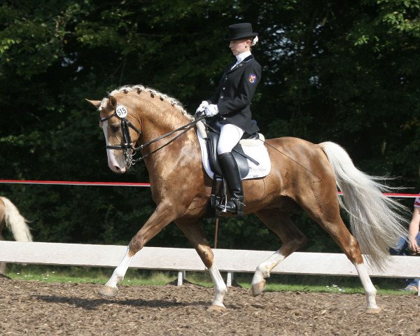 stallion Stukhuster Ricardo Go For Gold (Nederlands Welsh Ridepony, 1999, from Anjershof Rocky)
