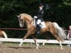 stallion Stukhuster Ricardo Go For Gold (Nederlands Welsh Ridepony, 1999, from Anjershof Rocky)