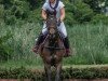 jumper Times Square (Trakehner, 2015, from Tarison)