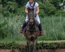 jumper Times Square (Trakehner, 2015, from Tarison)