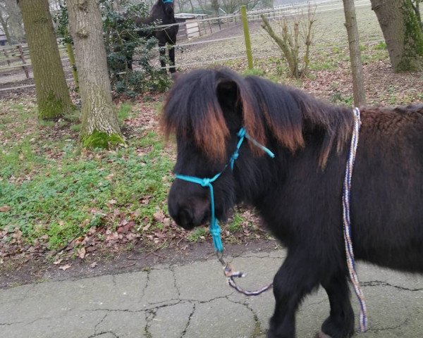 Pferd Nautilus (Shetland Pony, 2019, von Gerard)