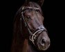 dressage horse Mr. Pommeroy 5 (Oldenburg, 2013, from E.H. Millennium)