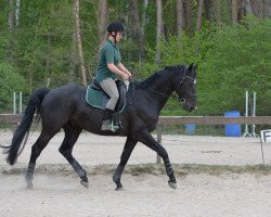 dressage horse Greg (Hanoverian,  , from Grey Flanell)