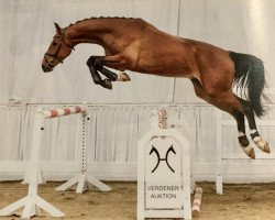 jumper Golden Pilot (Hanoverian, 2016, from Goldfever 3)