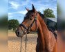 dressage horse Le Coeur (Rhinelander, 2009, from Lord Loxley I)