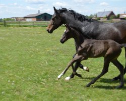 dressage horse Stute von Fashion in Black NRW / Franziskus (Westphalian, 2020, from Fashion In Black NRW)