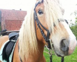 horse Wölkchen (Haflinger, 2010, from Monte Chio)