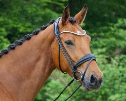 dressage horse Enjoy the magic LD (Westfale, 2017, from Escolar)