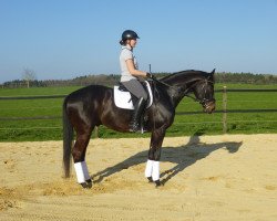 dressage horse Mattis (Trakehner, 2012, from All Inclusive)