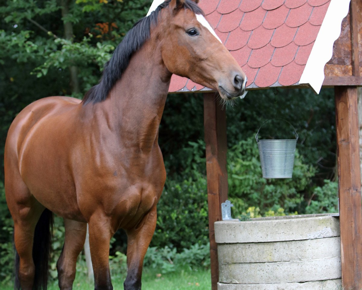 Zuchtstute Greta (Hannoveraner, 2015, von Gandhi)