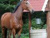 broodmare Greta (Hanoverian, 2015, from Gandhi)