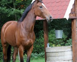 broodmare Greta (Hanoverian, 2015, from Gandhi)