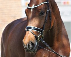 dressage horse Be Aech Bud (Westphalian, 2016, from Bernay)