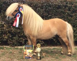 stallion Pinocchio von Kessen (Shetland pony (under 87 cm), 2014, from Prince van de Wijzend)