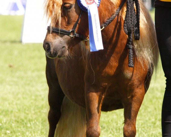 Zuchtstute Chanel v. Stal Polderzicht (Shetland Pony (unter 87 cm), 2009, von Briar Desmond)