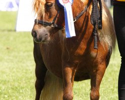 broodmare Chanel v. Stal Polderzicht (Shetland pony (under 87 cm), 2009, from Briar Desmond)