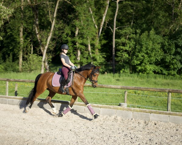 dressage horse Classic Claire 2 (German Riding Pony, 2012, from Classic Dancer I)