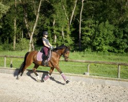 Dressurpferd Classic Claire 2 (Deutsches Reitpony, 2012, von Classic Dancer I)