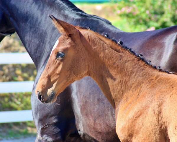 broodmare Eva (Mecklenburg, 2020, from Erdinger)