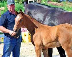 broodmare Sf. Erdinger x Casaretto (Mecklenburg, 2020, from Erdinger)