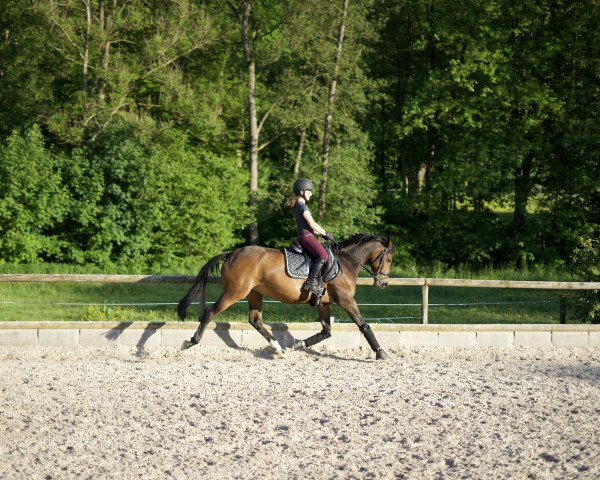 dressage horse Maybe 97 (German Riding Pony, 2009, from Mozart II)