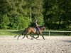 dressage horse Maybe 97 (German Riding Pony, 2009, from Mozart II)