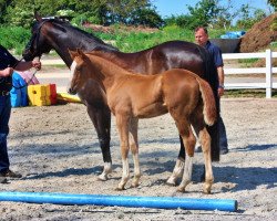 dressage horse Hf Erdinger x Sancisco (Mecklenburg, 2020, from Erdinger)