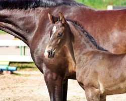 stallion Hf Bernay x Sancisco (Mecklenburg, 2020, from Bernay)