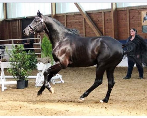 stallion Burnus Aswad Amir (German Warmblood, 2012, from Sweet Affair)