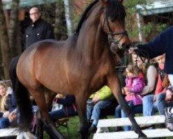 stallion Burning Affair (German Warmblood, 2010, from Sweet Affair)