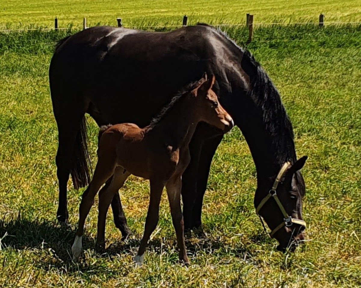 Springpferd Comme ci comme ca Casper (Holsteiner, 2020, von Casco Bravo)