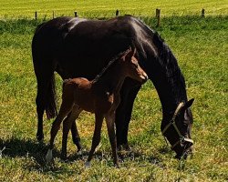 horse Comme ci comme ca Casper (Holsteiner, 2020, from Casco Bravo)