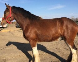 Pferd RC Bohl's Hewey (Clydesdale, 2013, von Donegal Liberty Bell)