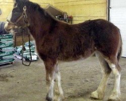 horse R.C. Bohl's Holly (Clydesdale, 2013, from Donegal Liberty Bell)