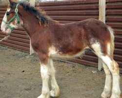 horse RC Bohl's Jay Dee (Clydesdale, 2015, from Belleau W.S. Louis)