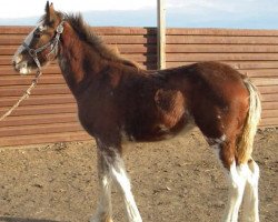 horse RC Bohl's Jewel (Clydesdale, 2015, from Donegal Liberty Bell)