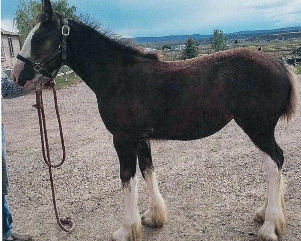 horse Rafter B Tartan Willow (Clydesdale, 2016, from Joseph Lake's Gladiator)