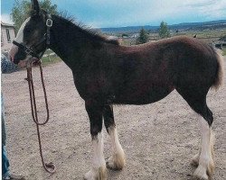 Pferd Rafter B Tartan Willow (Clydesdale, 2016, von Joseph Lake's Gladiator)